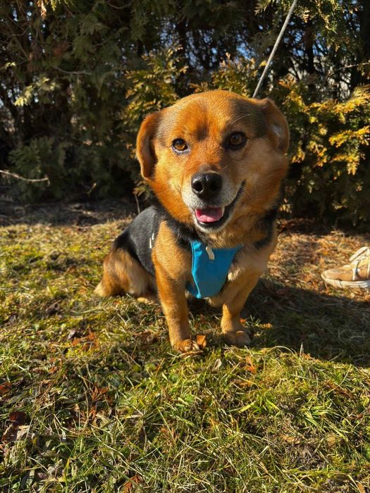 Teddy szuka domu 1,5 kg