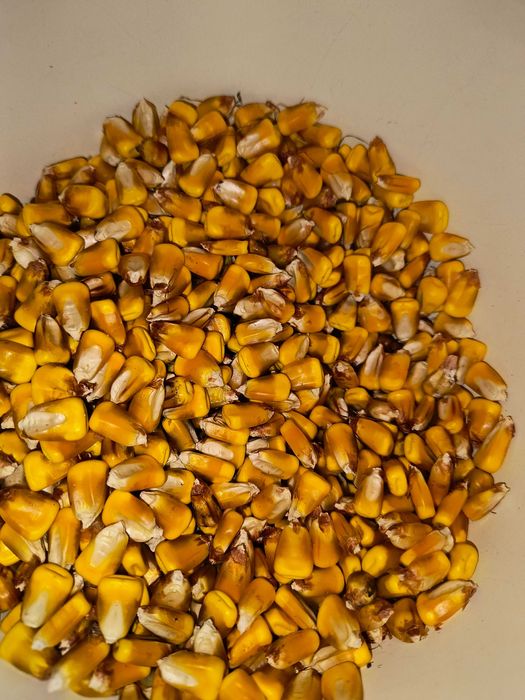 Kukurydza naturalnie suszona bdb kiełkowanie WYSYŁKA
