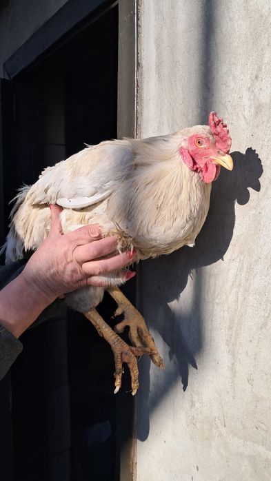 Продам гарного домашнього півня 
Здоровий, доглянутий, активний. Вир