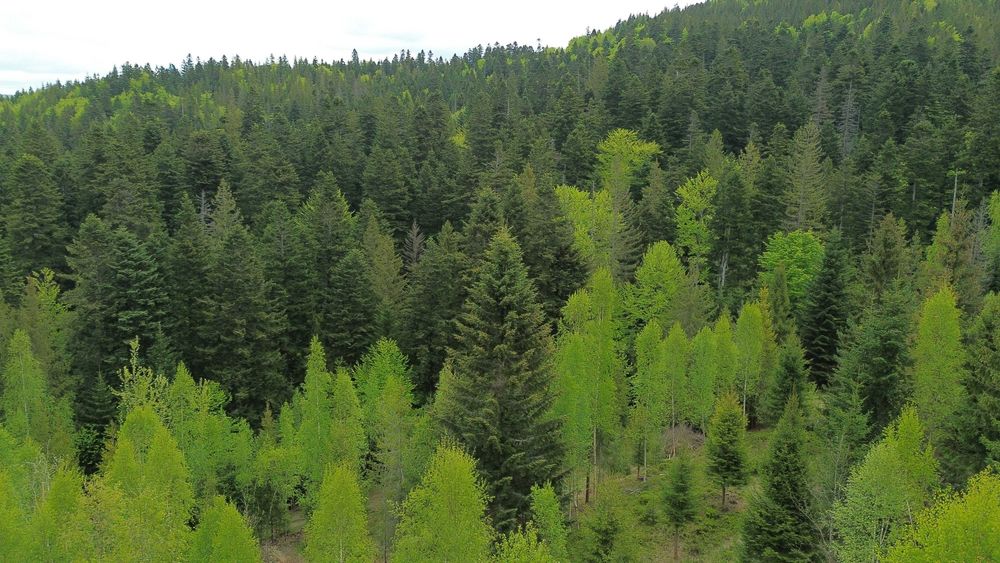 Ділянка в Карпатах Микуличин, земля в горах, земля в горах біля потічка, Ділянка в лісі, Ділянка в Микуличині