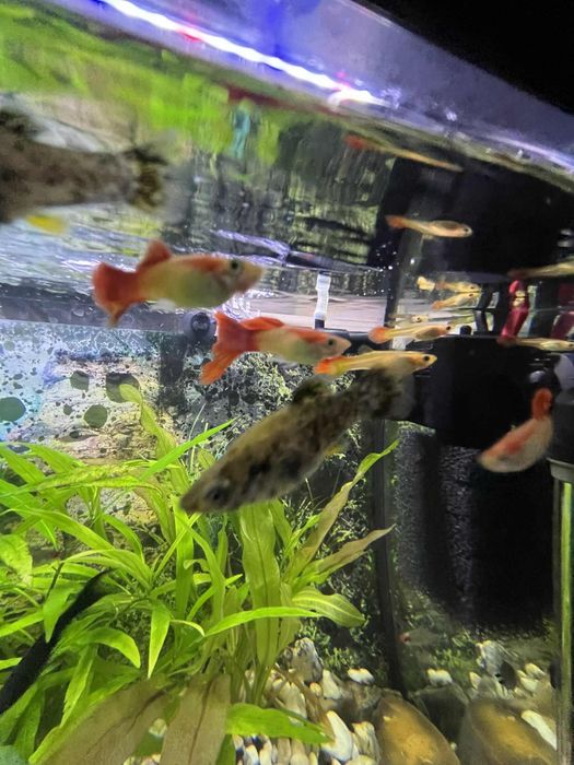 Sprzedam samce Gupika