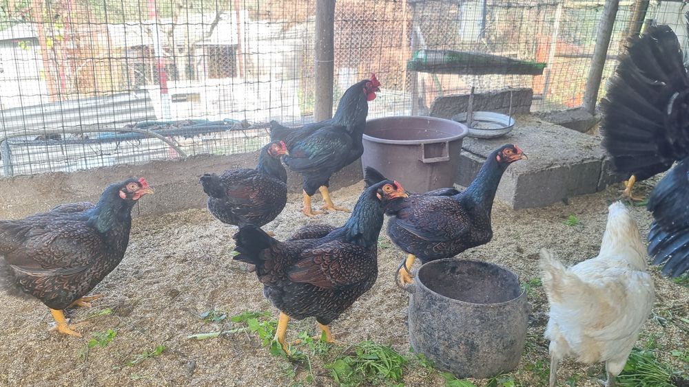 Vende se aves da raça cornish standard pardo faisão