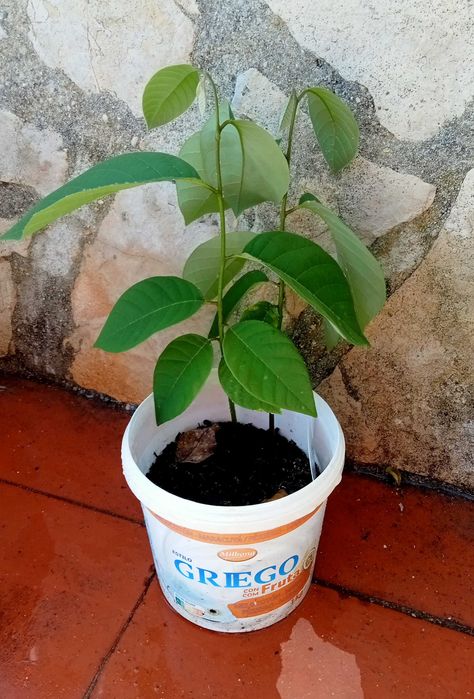 2 Pés de Anoneira em vaso