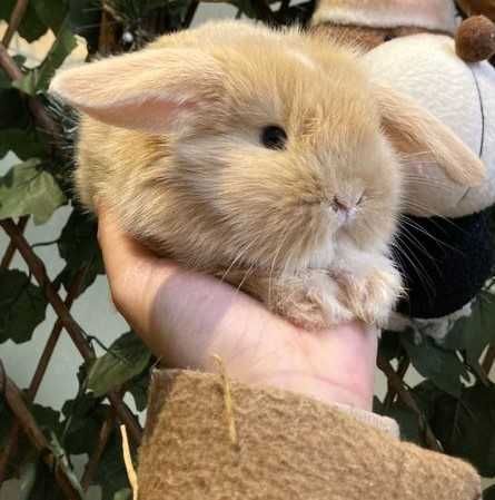 Coelhos Anões Mini Loop , Orelhudo, Belier (Loja Profissional)