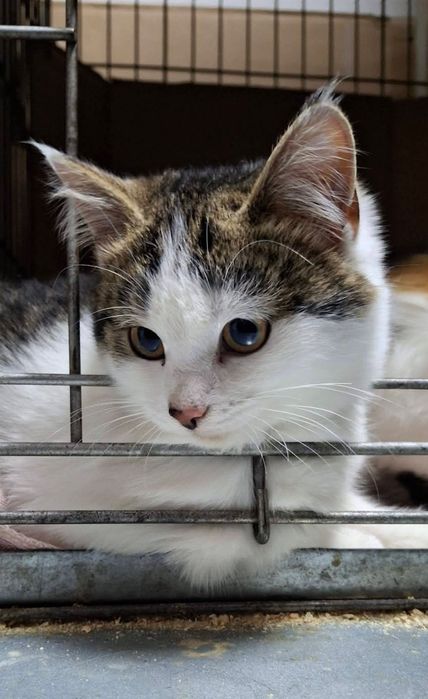 Дуже миле кошеня шукає дім ( киця, кішка, котик, кіт, котеня,кошенятко