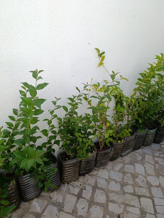 Lote 20 arbustos vedação Ligustrum japonicum