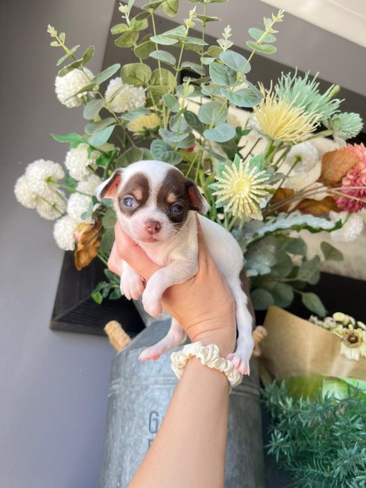 Chihuahua.Menino . Olhos azuis.Perfeito!