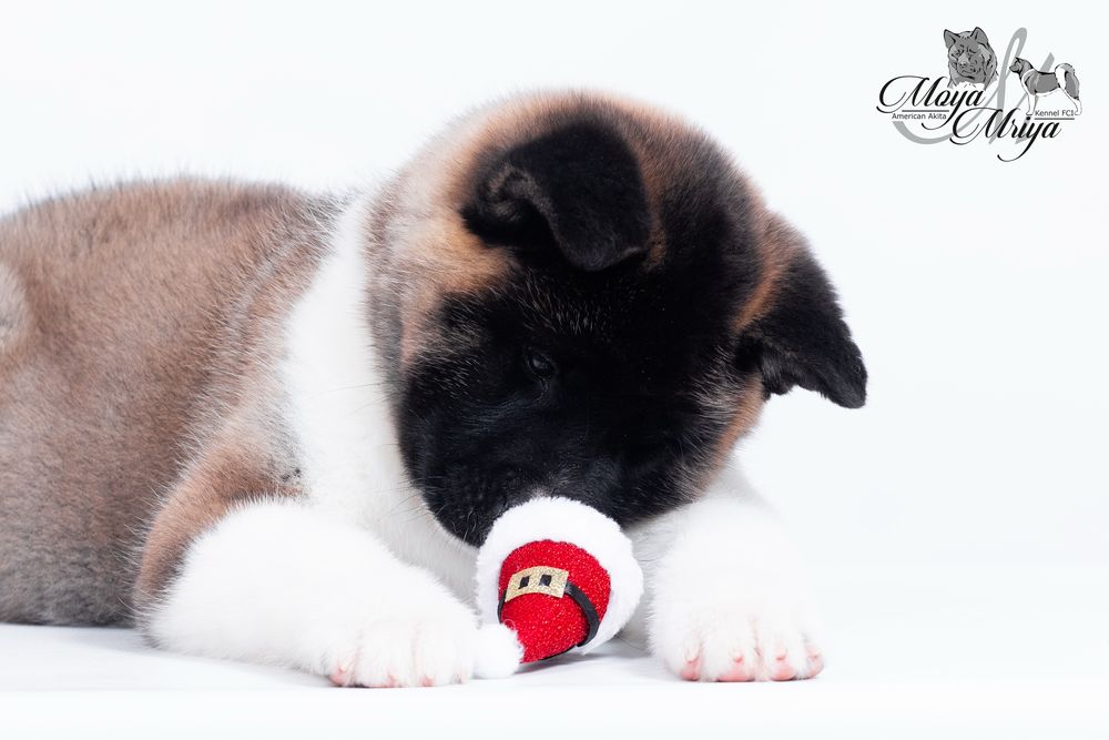 Американскька акіта/ американская акита / american akita