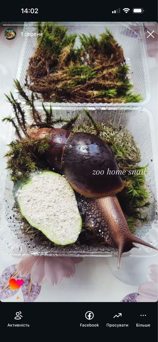 Ахатина Фуліка Стандарт равлики косметологія snail therapy collagen