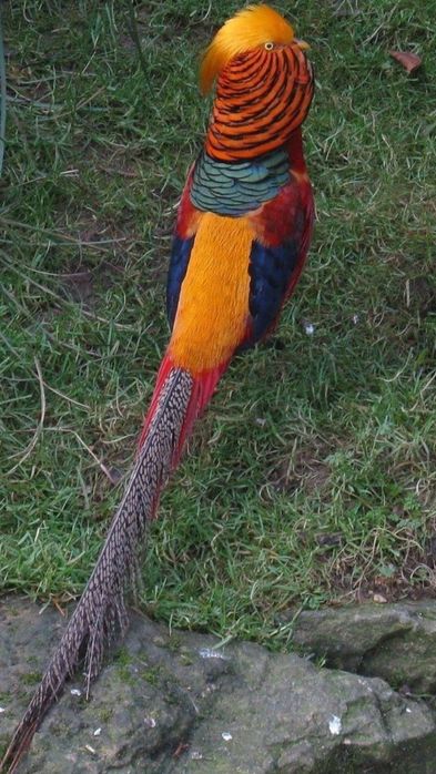 Várias aves para cedencia