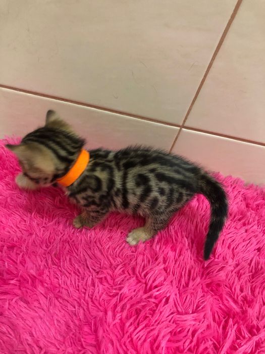 Бенгальские котята