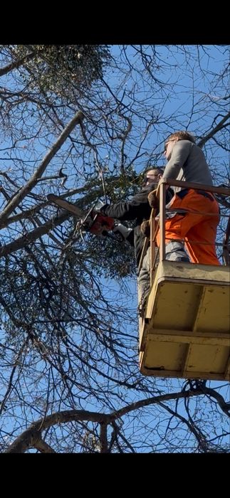 Зріз,обріз,спил будь яких дерев