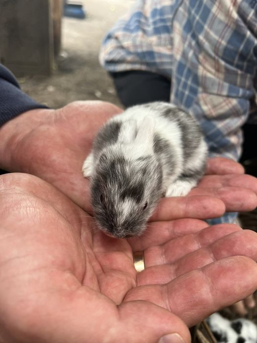 Кролики декоративні!!!