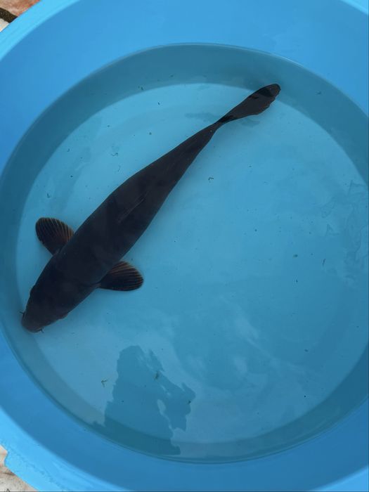 Carpa Koi Chagoi Chagoi 40-50cm