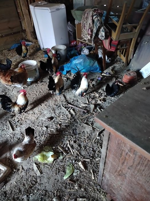 Sprzedam dwuletnie kogutki chabo