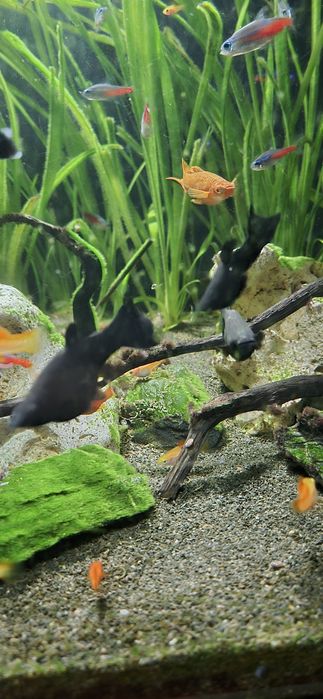 Molinezja Black Molly