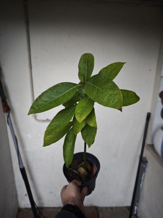 Abacateiros e pêra melão