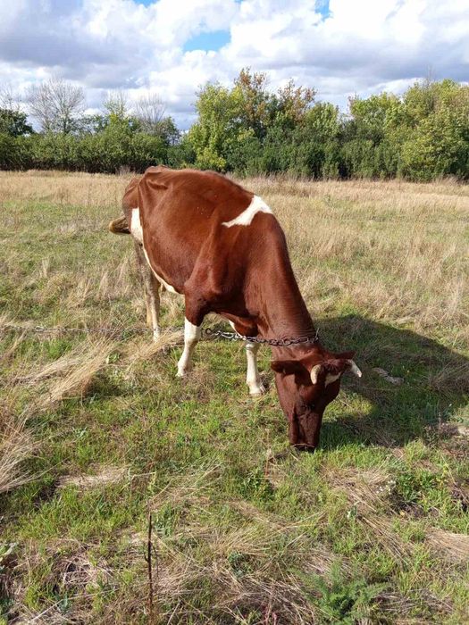 Продам Корову на молоко
