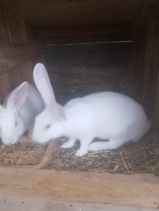 Sprzedam króliki termondzkie
