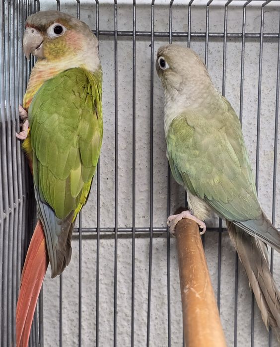 Pyrrhuras lindíssimas