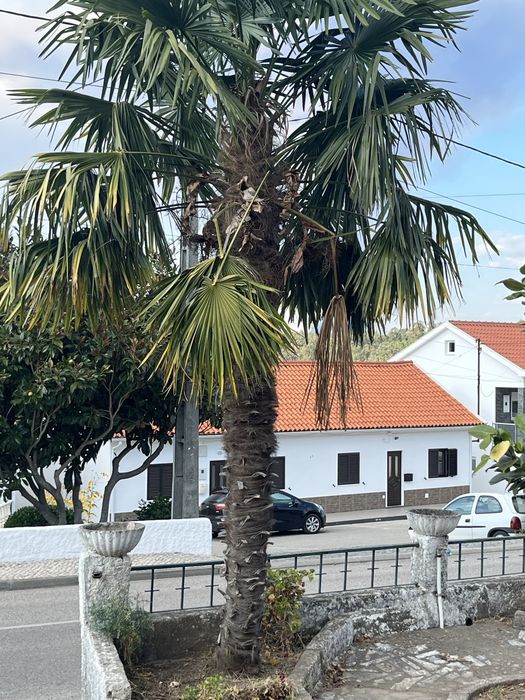 Palmeira bonita