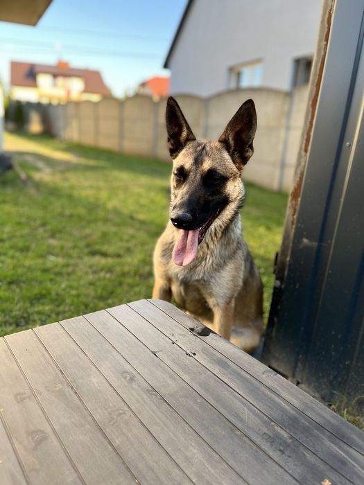 Oddam owczarka belgilskiego