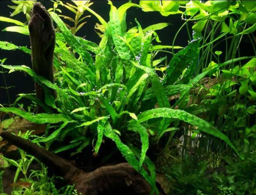 Microsorium Mini Roslina