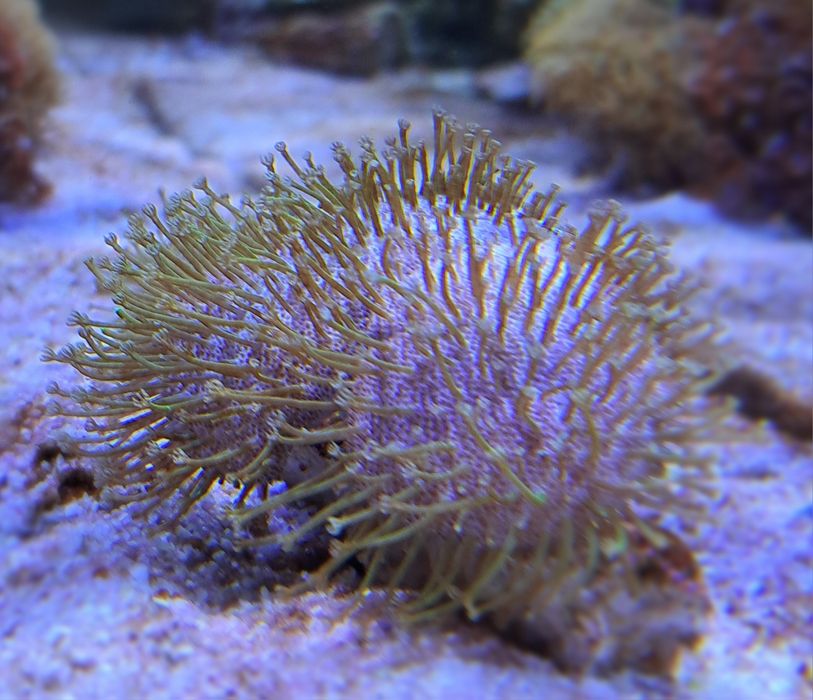 Sprzedam Sarcophyton sp.