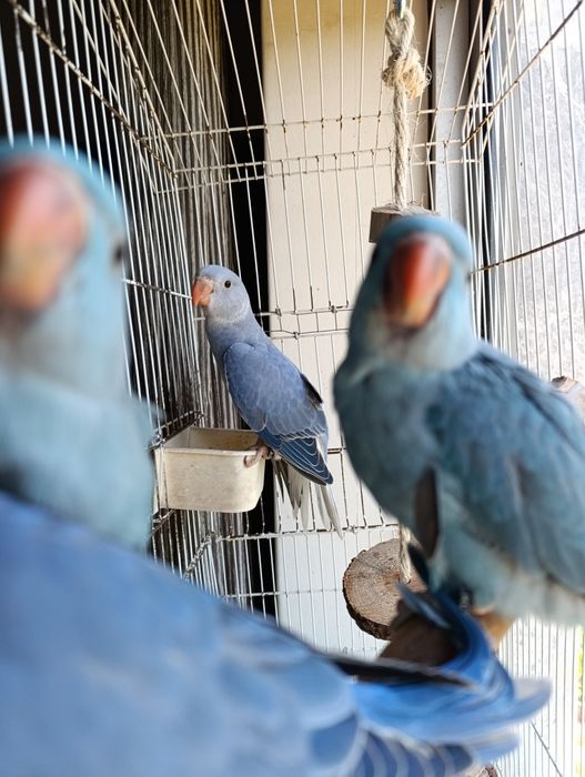 Ring Necks Criados á mão