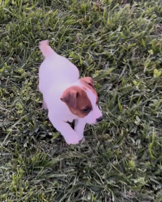 Jack russel qualidade