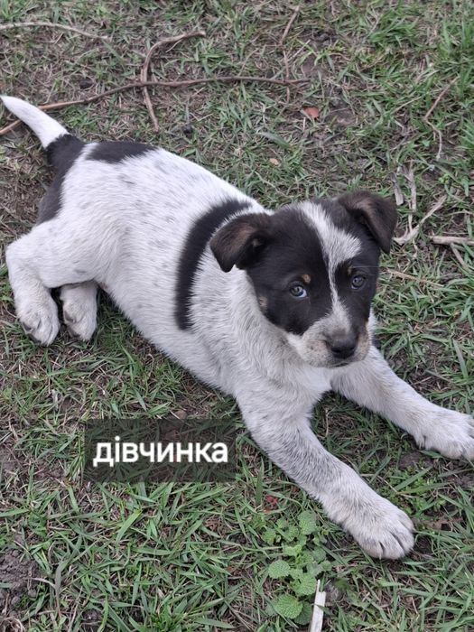 Отдам щенка девочка 2 месяца