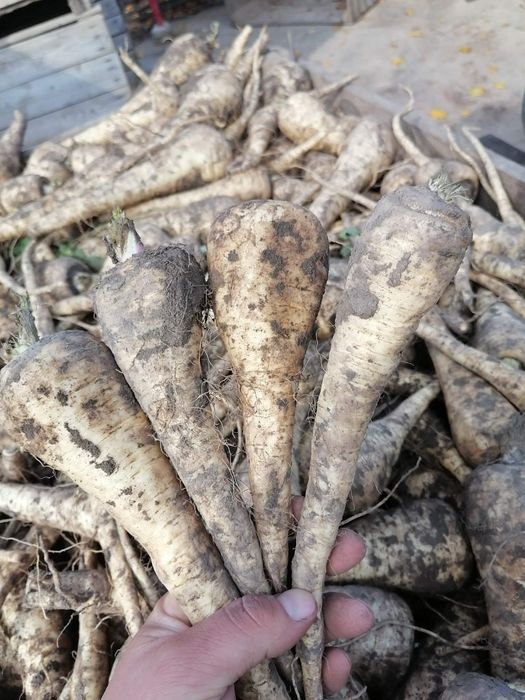 Pasternak 15kilo prosto z gospodarstwa wysyłka paczkomat