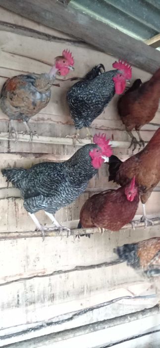 Sprzedam Koguty mieszane