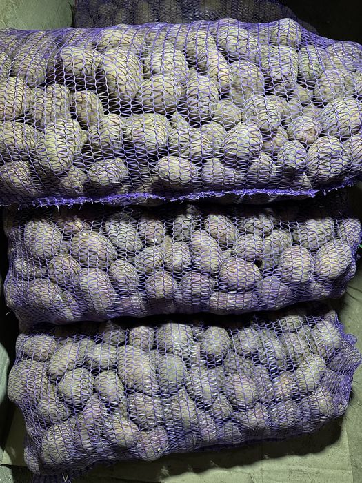 Картопля велика