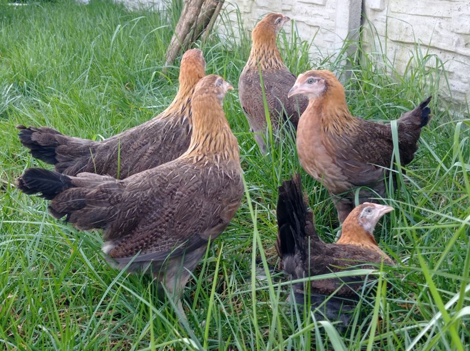 Kury zielononóżki młode nioski kurki zielononóżka