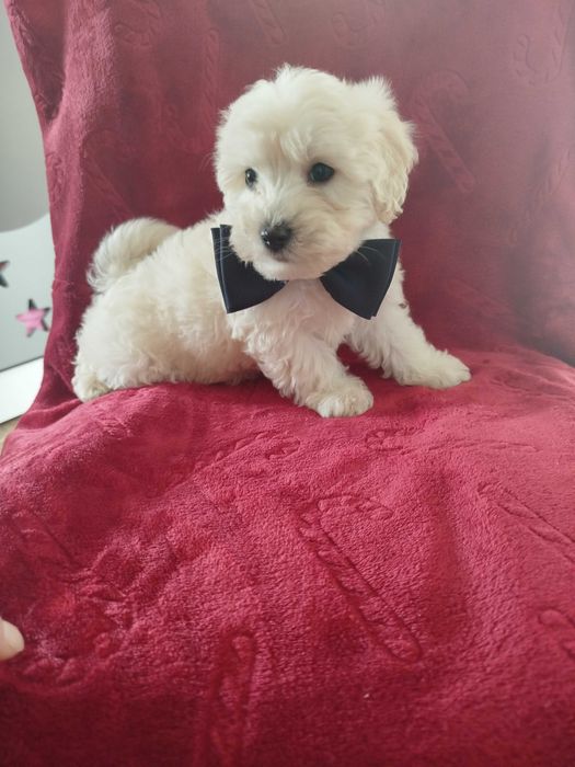 Sprzedam pieski rasy MALTIPO