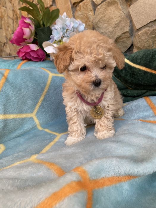 Мальтипу найкращий подарунок