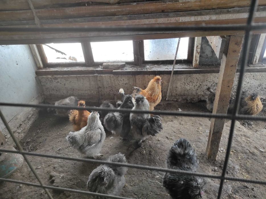 Продам інкубаційні яйця курей Китайських шовковистих