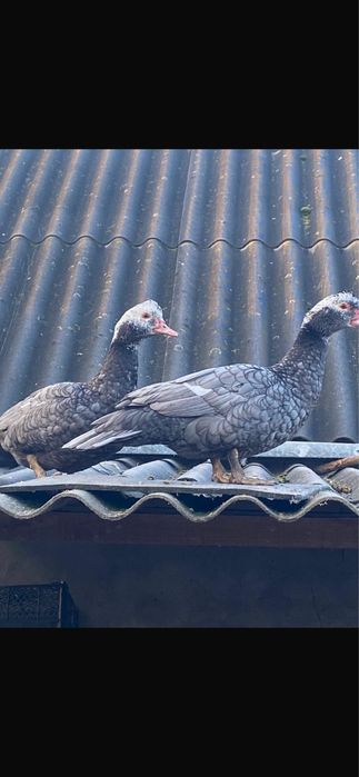 Індо-качка(шипуни)