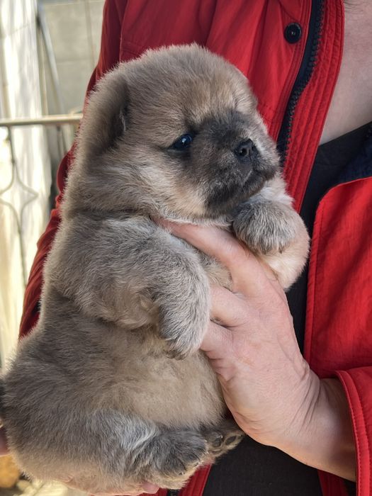 Чудові парубки доставка