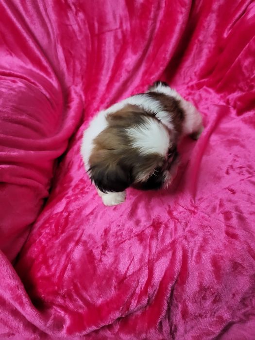 Shih-tsu menina Qualidade