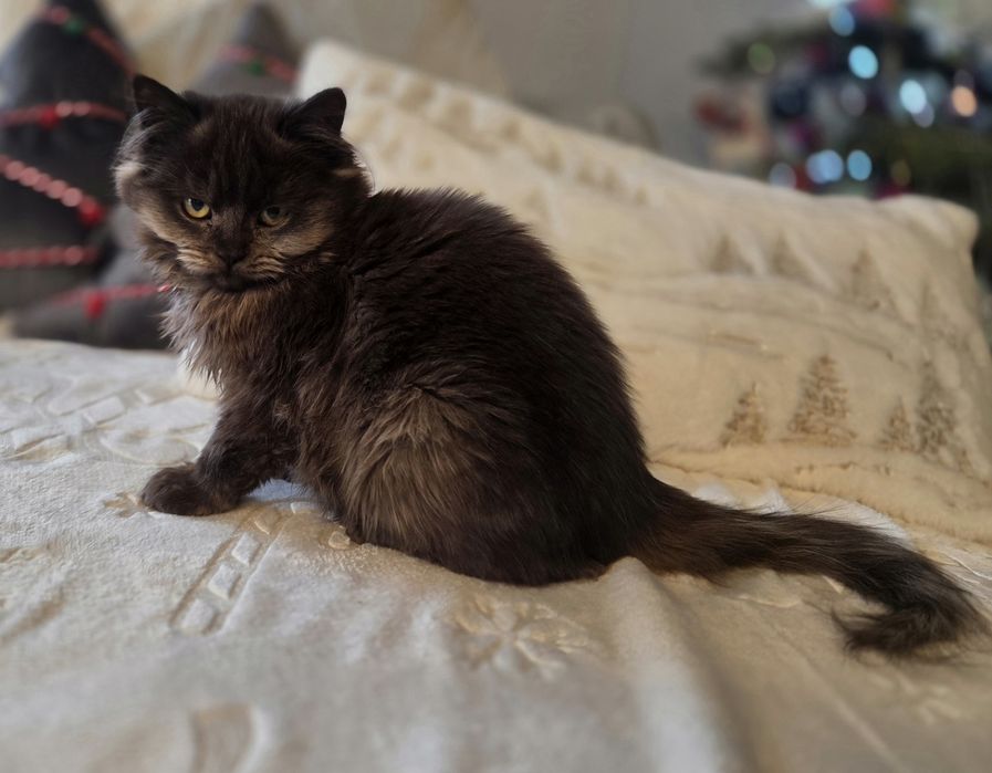 Rezerwacja Rea - kotka brytyjska dlugowlosa