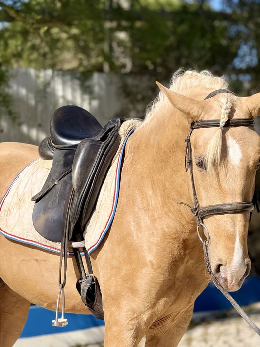 Belíssimo Poldro Palomino PSL