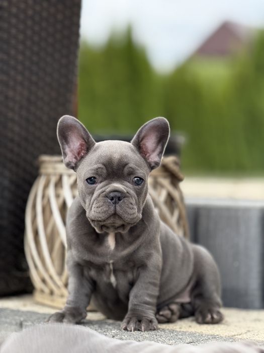 Buldog francuski Blue. Piekne zdrowe szczenięta