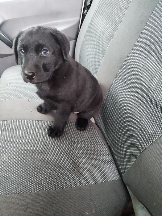 Продам щенка лабродора