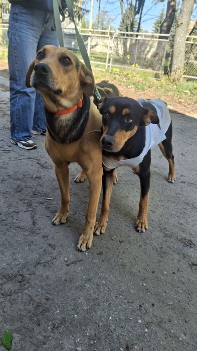 Собачки, собаки у хороші руки!