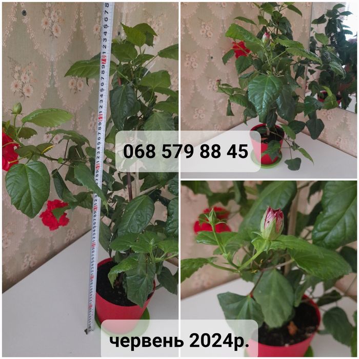 ГІБІСКУС червоний МАХРОВИЙ (кімнатна рослина), китайська роза червона