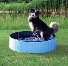 Piscina dobrável para cães