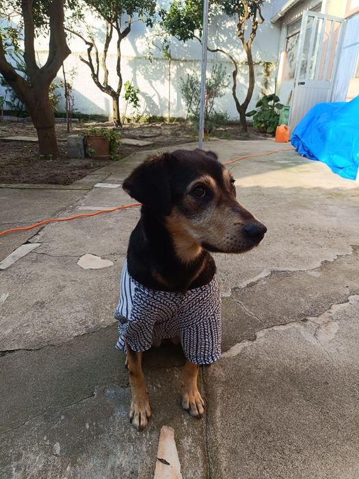 Cadela porte médio para adoção responsável