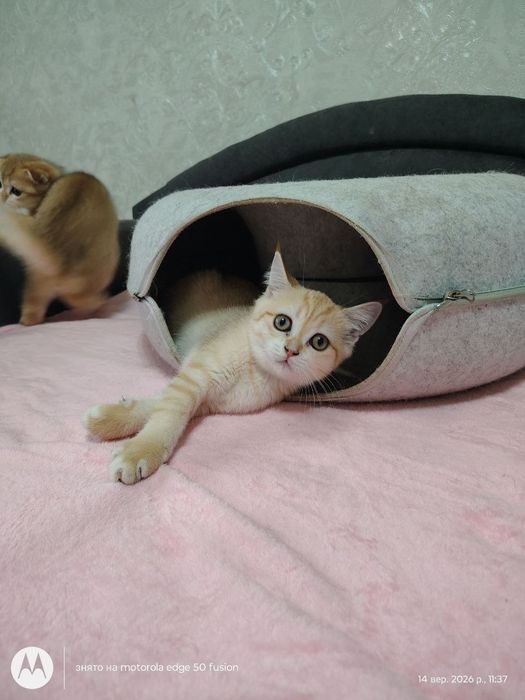 Шотландські кошенята